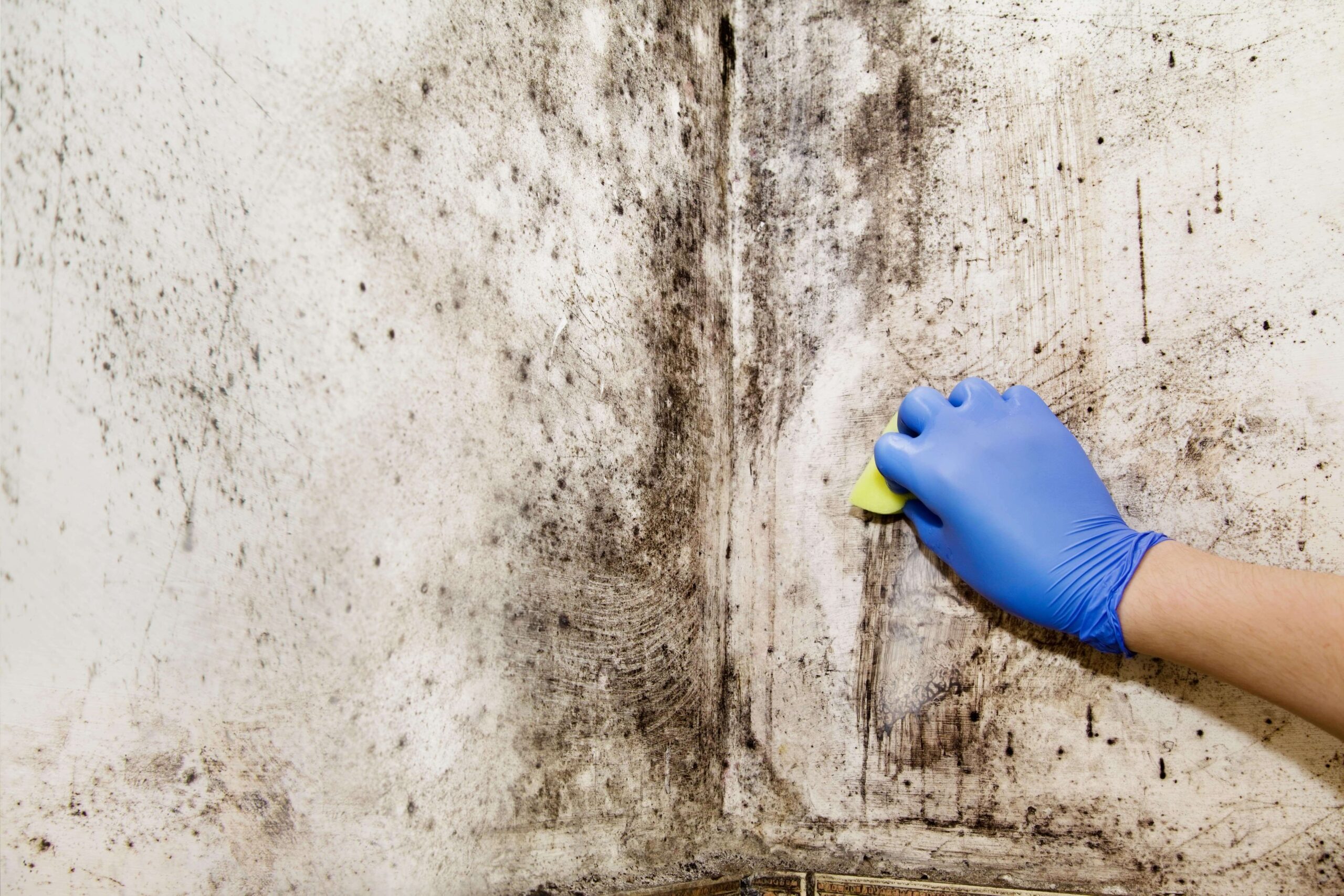 Hand cleans mold in the house