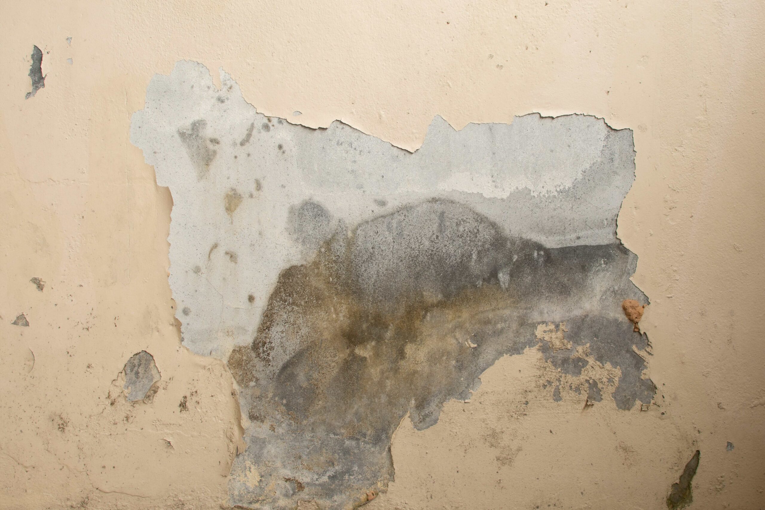 Expert reveals tell-tale signs you've got rising damp - and how to fix it |  London Daily News